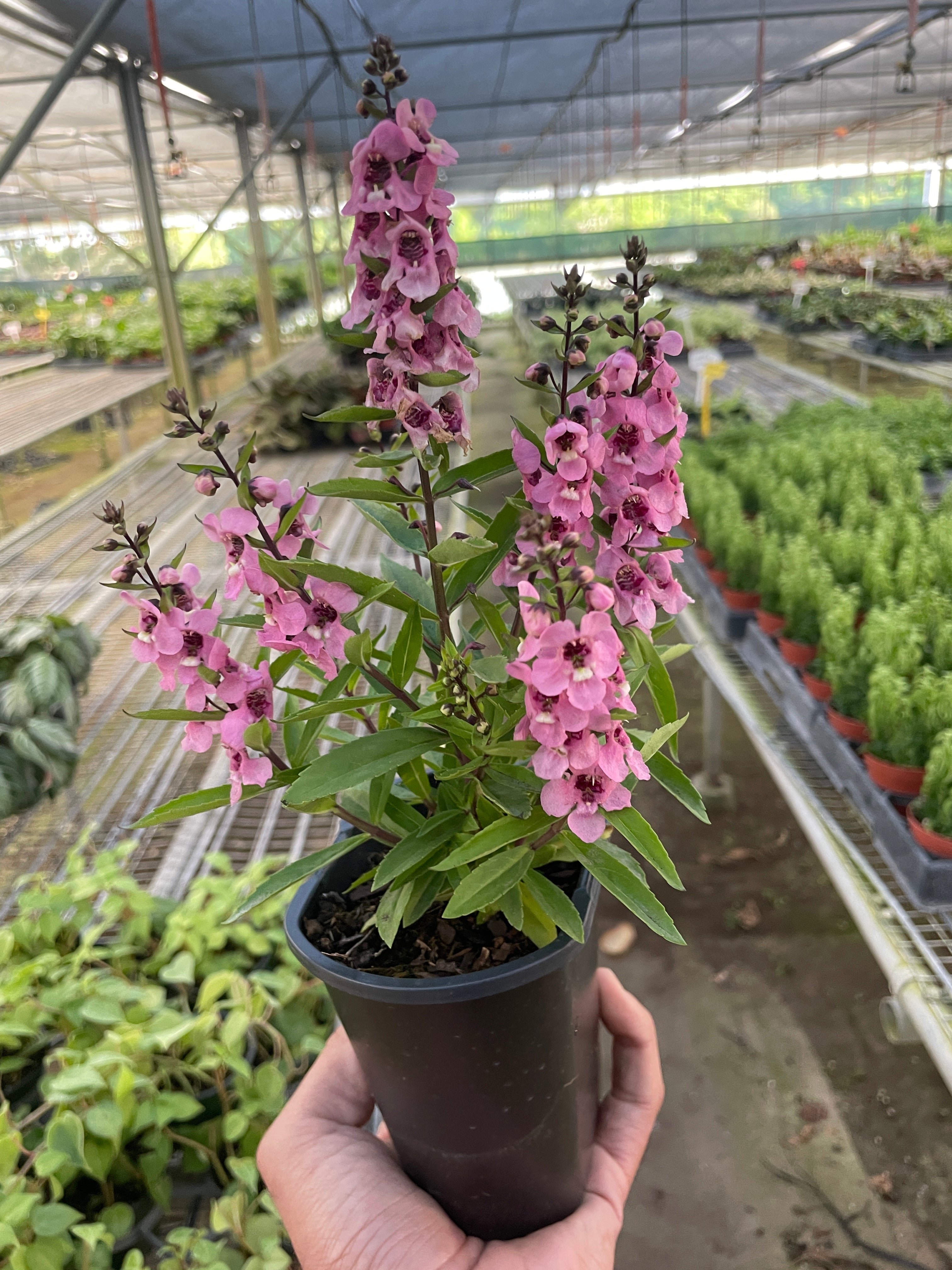 Angelonia - Holiday Corner