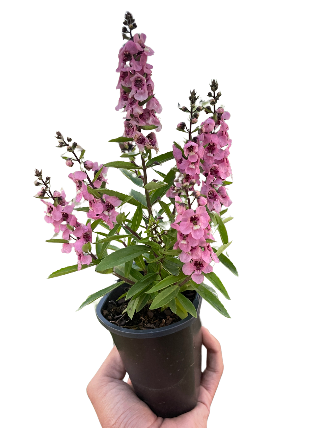 Angelonia - Holiday Corner