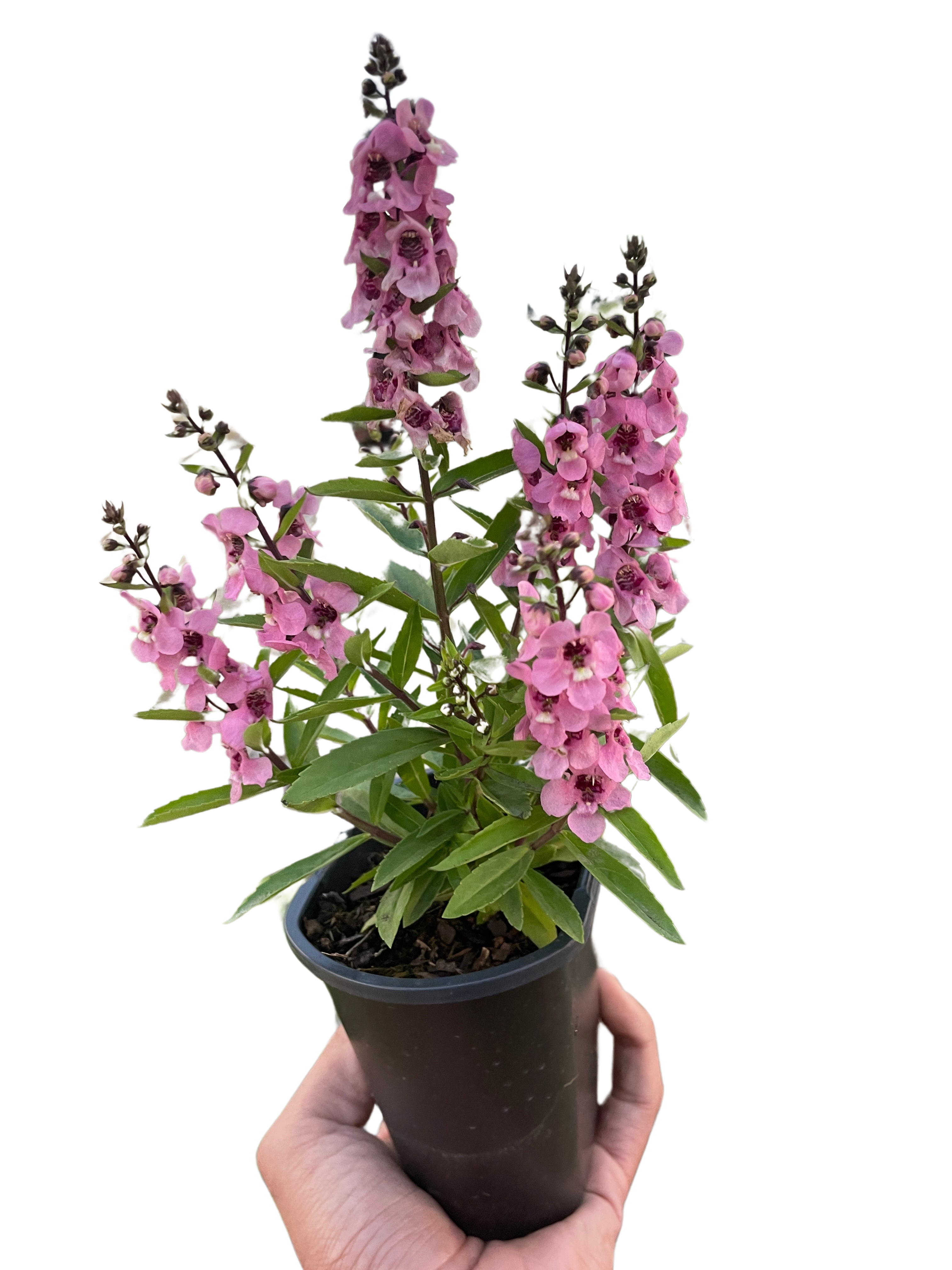 Angelonia - Holiday Corner