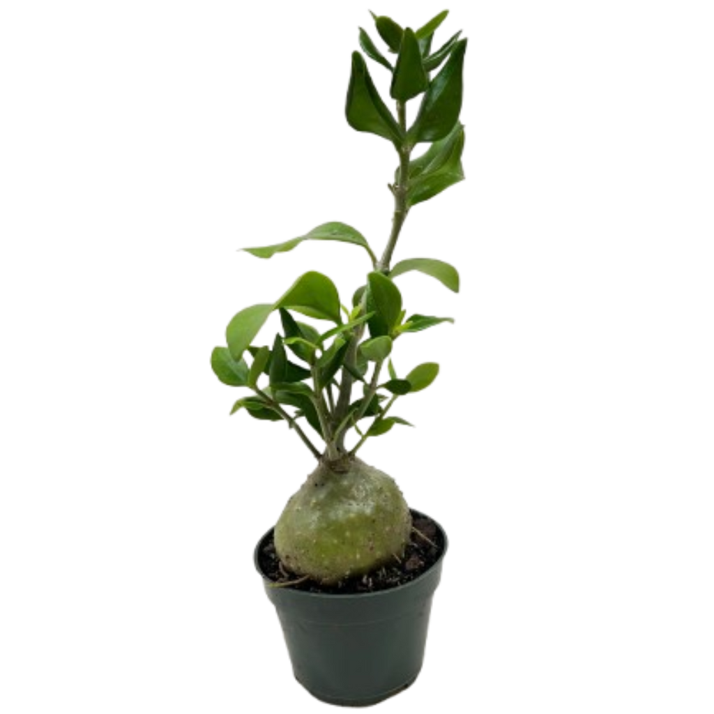Ant Plant - Holiday Corner