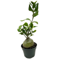 Ant Plant - Holiday Corner