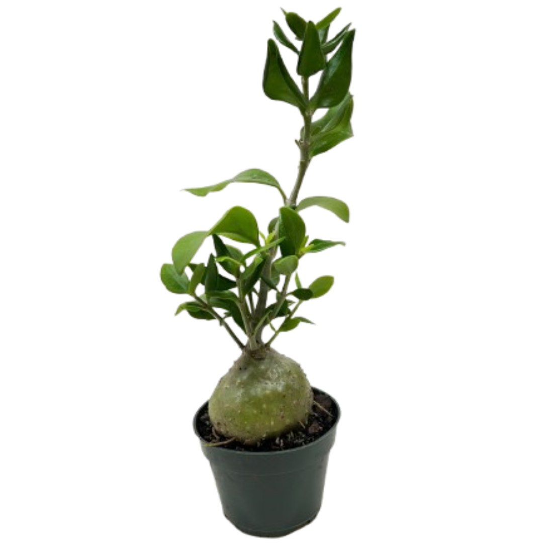 Ant Plant - Holiday Corner