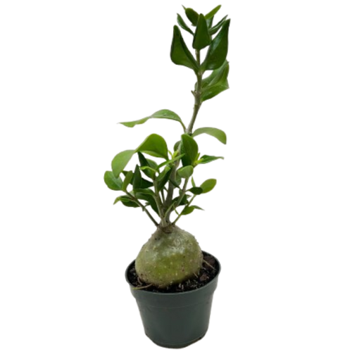 Ant Plant - Holiday Corner