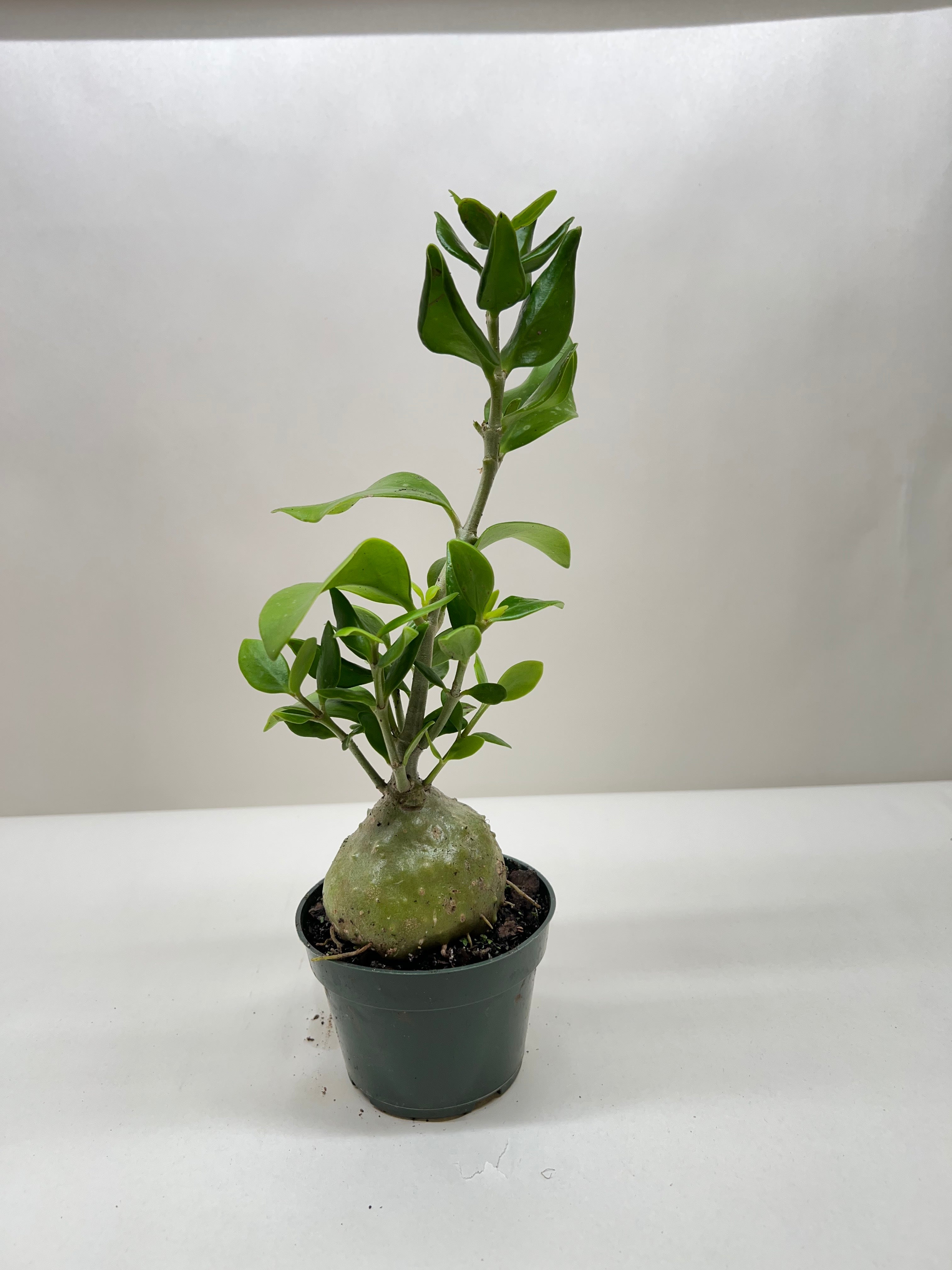 Ant Plant - Holiday Corner