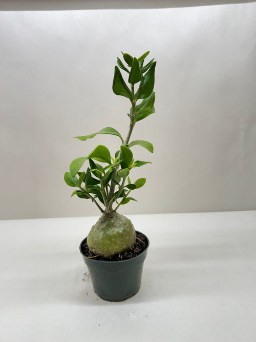 Ant Plant - Holiday Corner