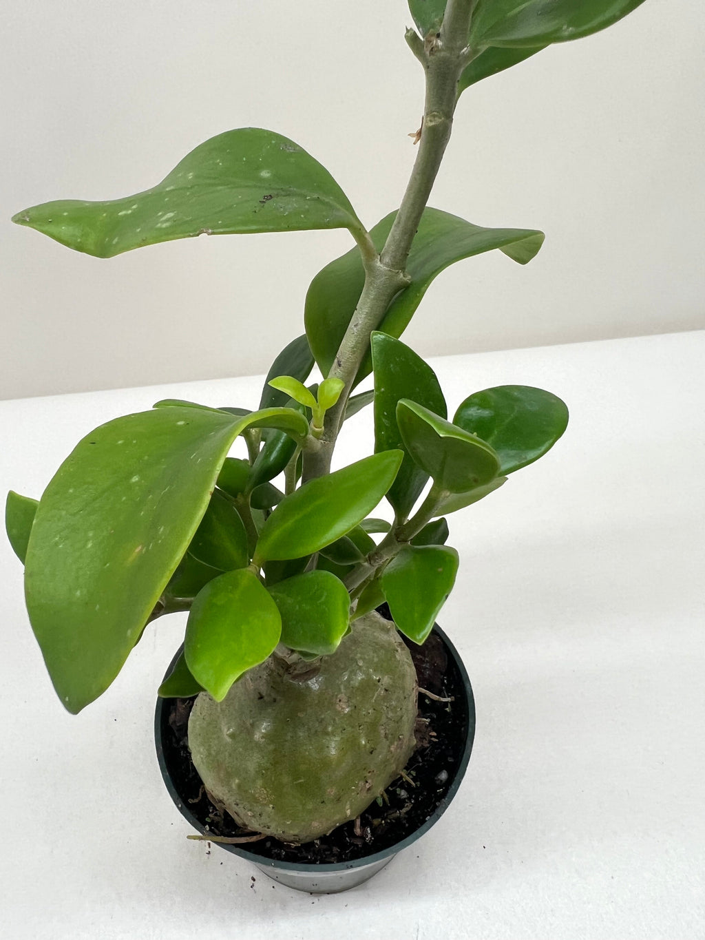 Ant Plant - Holiday Corner