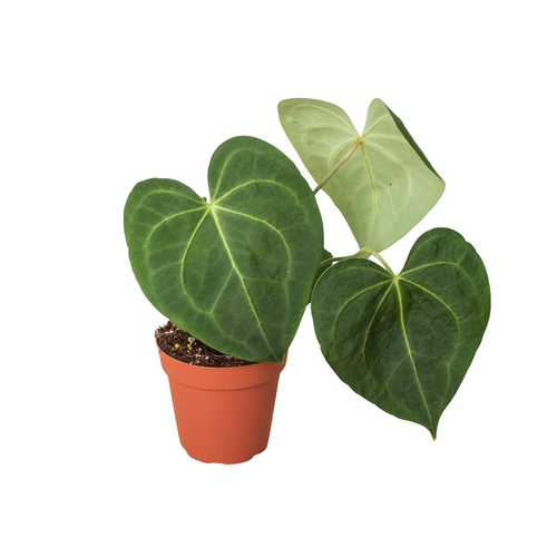 Anthurium 'Clarinervium' - Holiday Corner