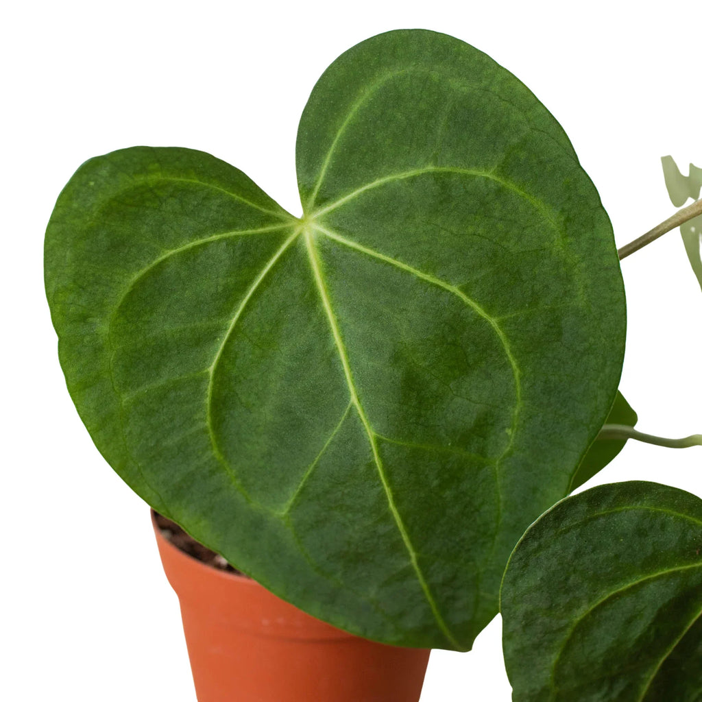 Anthurium 'Clarinervium' - Holiday Corner