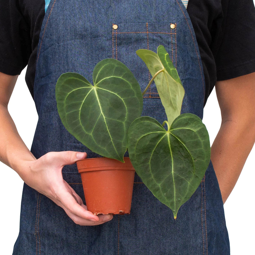 Anthurium 'Clarinervium' - Holiday Corner