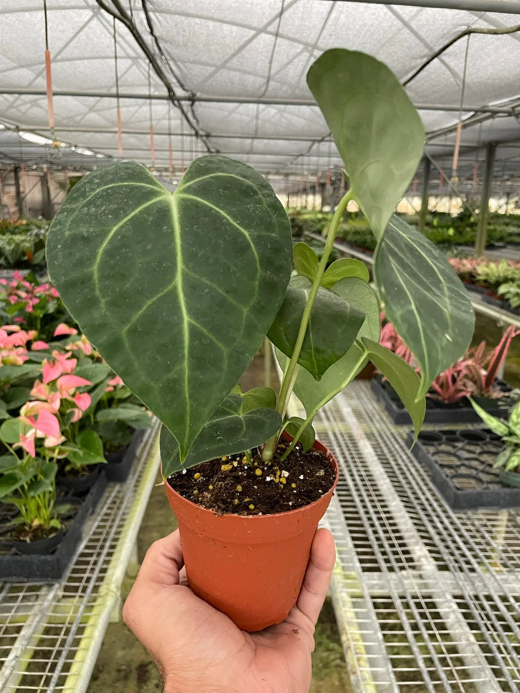 Anthurium 'Clarinervium' - Holiday Corner