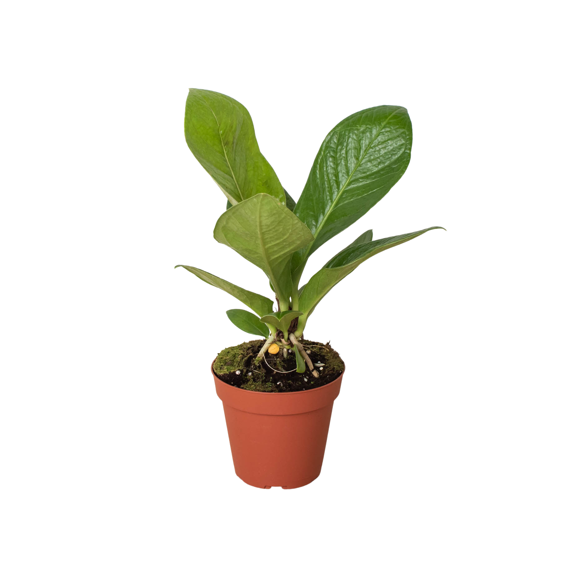 Anthurium 'Cobra' - Holiday Corner