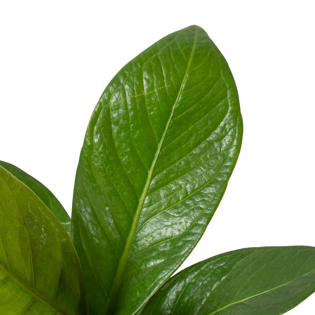 Anthurium 'Cobra' - Holiday Corner