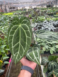 Anthurium Crystallinum - Holiday Corner