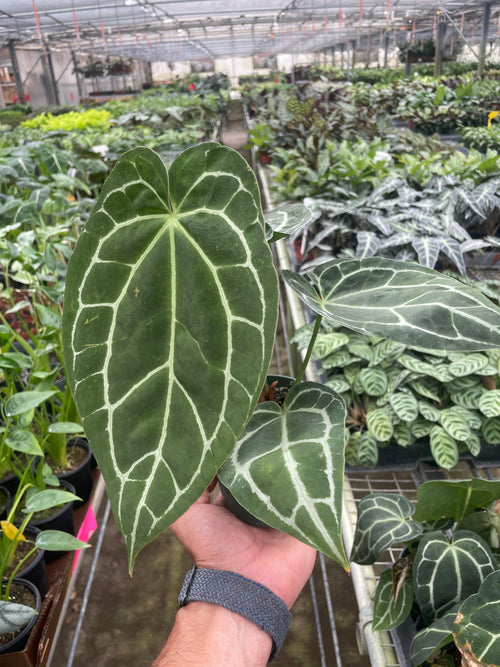 Anthurium Crystallinum - Holiday Corner