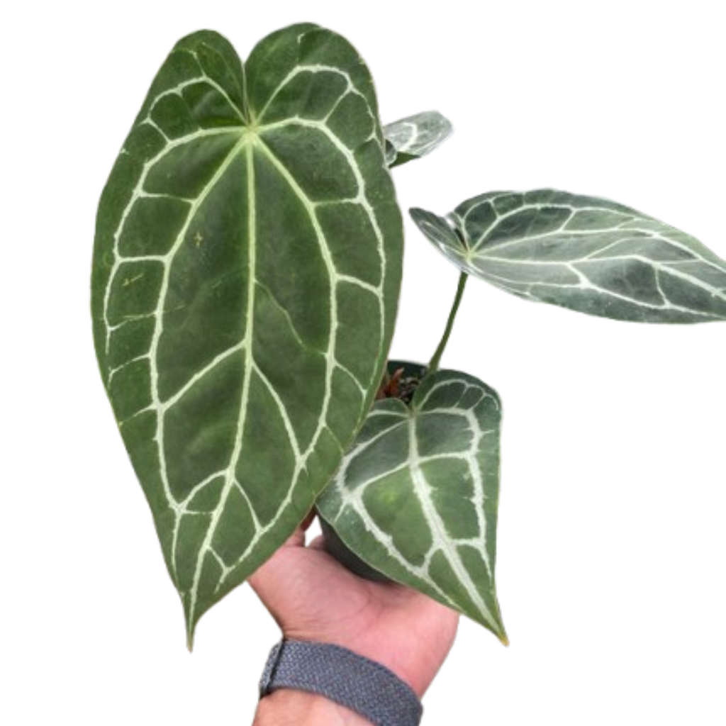 Anthurium Crystallinum - Holiday Corner
