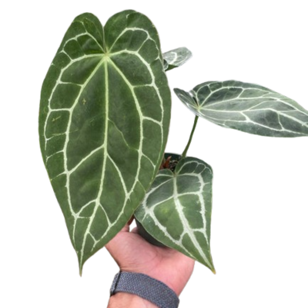 Anthurium Crystallinum - Holiday Corner