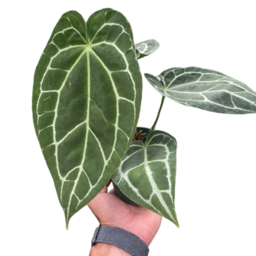 Anthurium Crystallinum - Holiday Corner