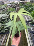 Anthurium Fingers - Holiday Corner