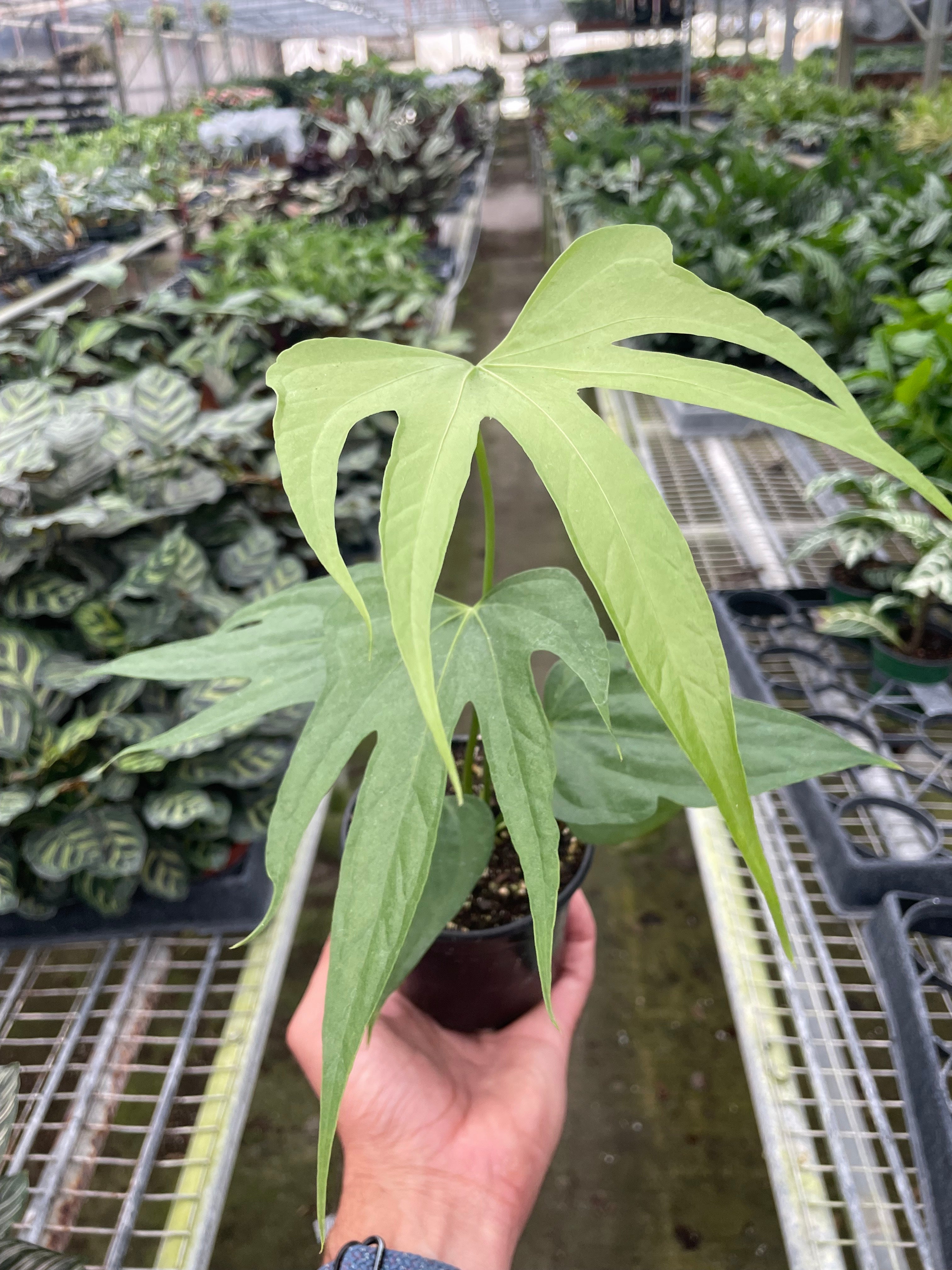 Anthurium Fingers - Holiday Corner