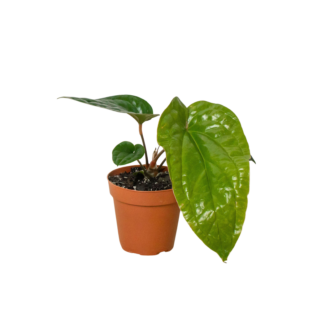 Anthurium 'Radicans x Luxurians' - Holiday Corner