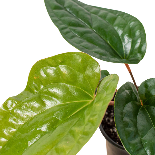Anthurium 'Radicans x Luxurians' - Holiday Corner