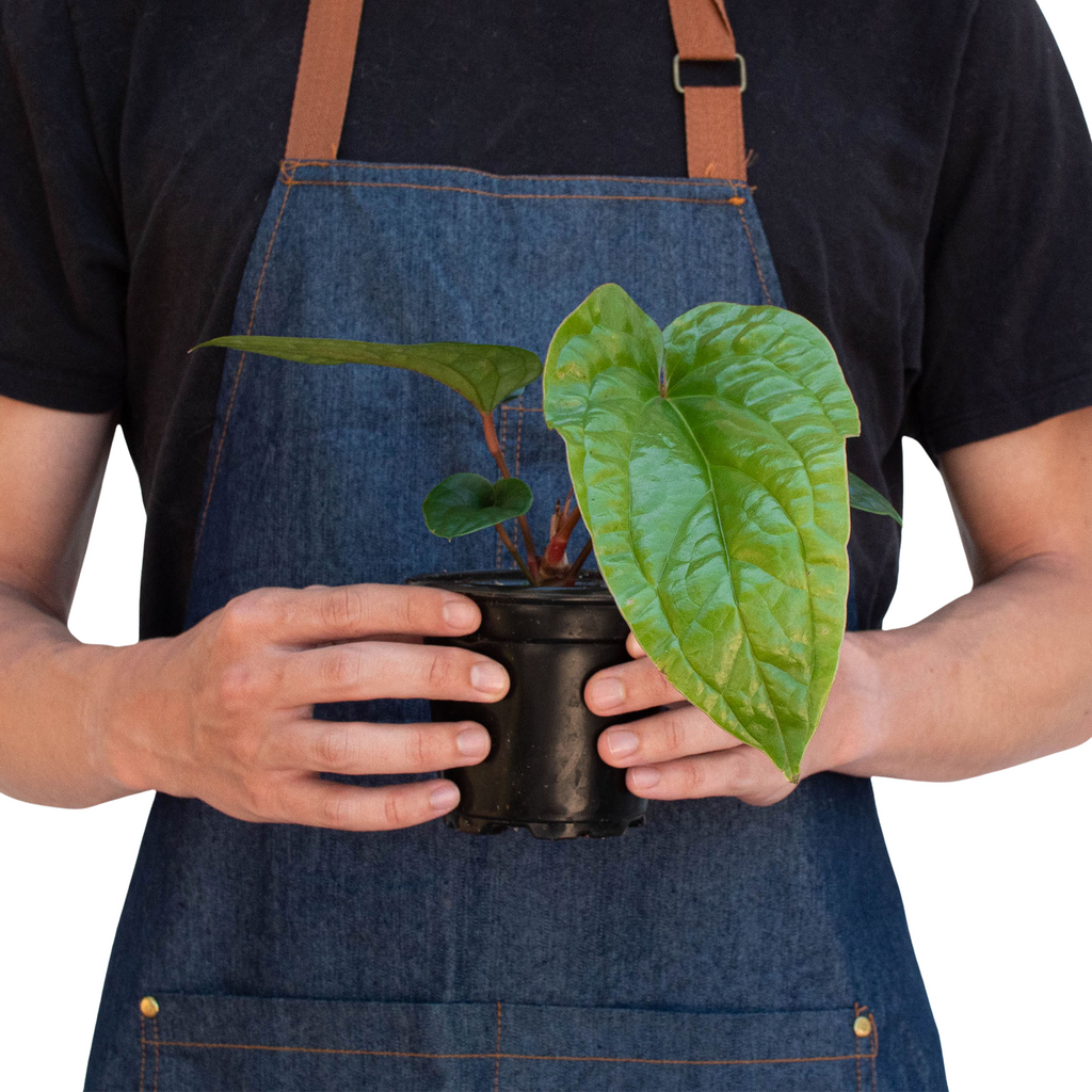 Anthurium 'Radicans x Luxurians' - Holiday Corner