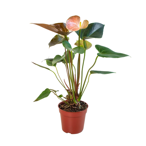 Anthurium Rainbow Champion - 4" Pot - Holiday Corner
