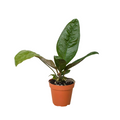 Anthurium 'Superbum' - Holiday Corner