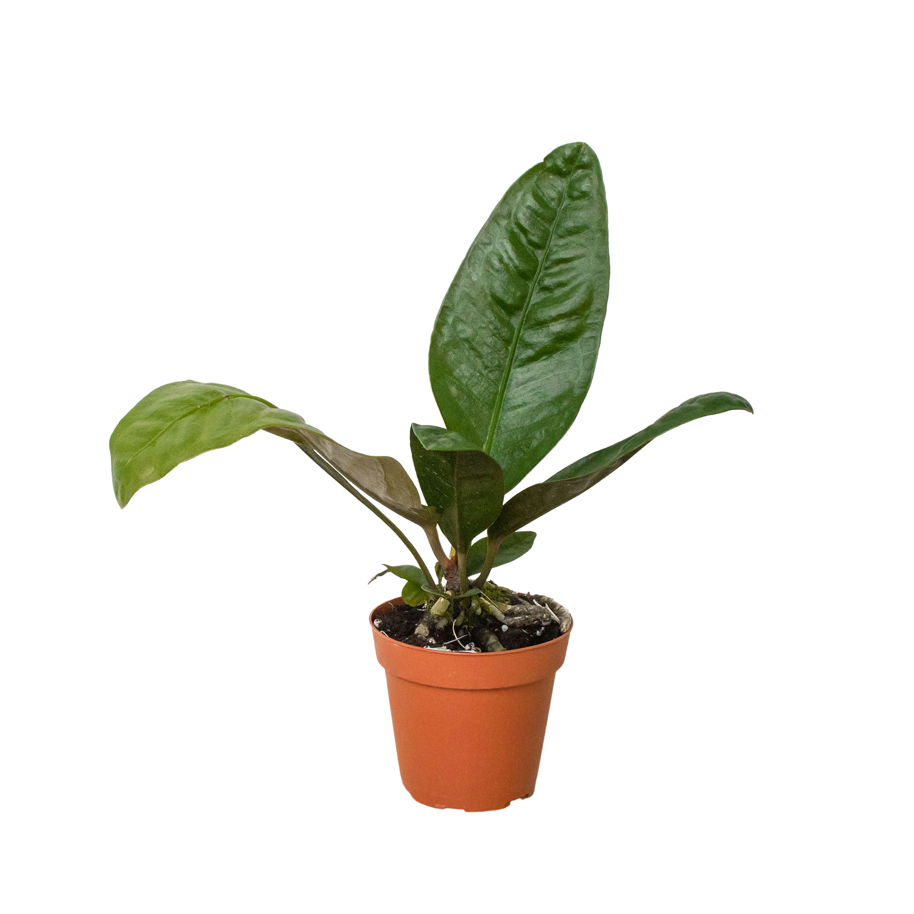 Anthurium 'Superbum' - Holiday Corner