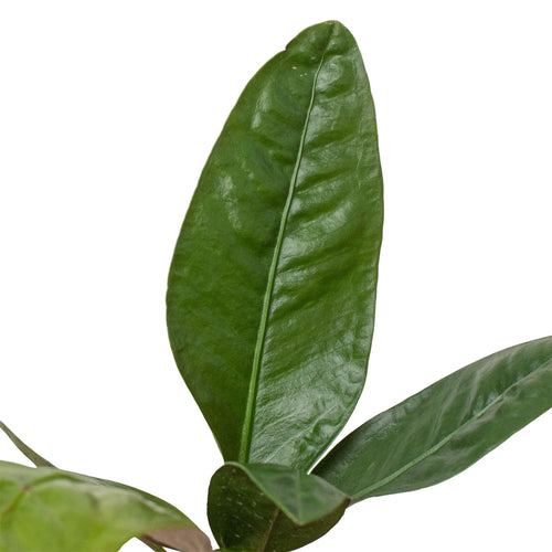 Anthurium 'Superbum' - Holiday Corner