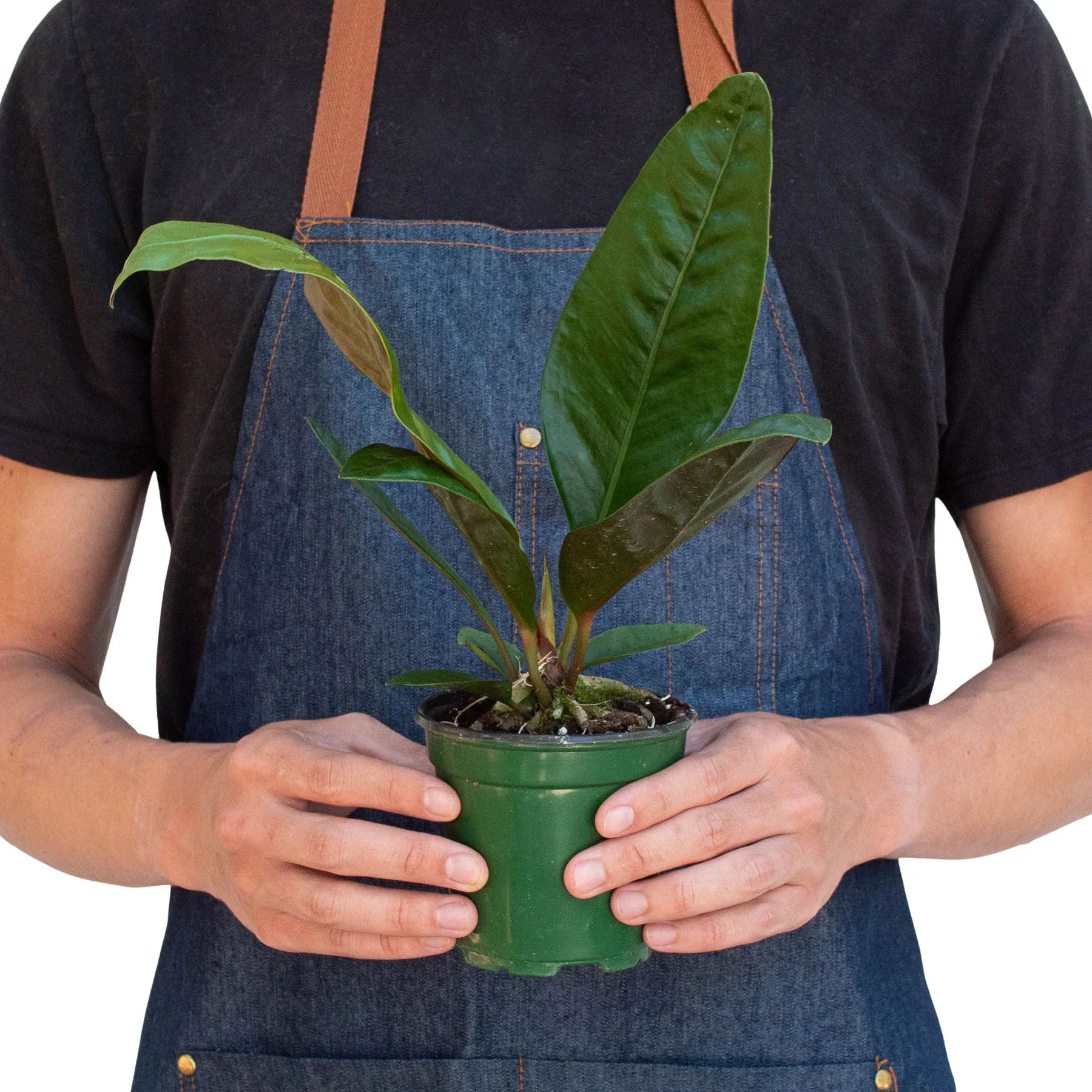 Anthurium 'Superbum' - Holiday Corner
