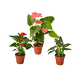 3 Anthurium Variety Pack- All Different Colors - 4" Pots - Holiday Corner