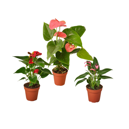 3 Anthurium Variety Pack- All Different Colors - 4" Pots - Holiday Corner