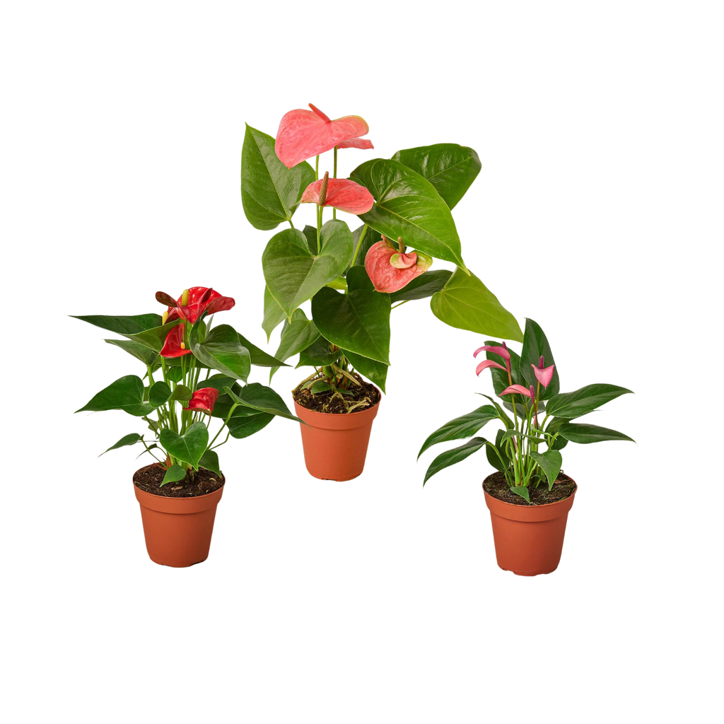 3 Anthurium Variety Pack- All Different Colors - 4" Pots - Holiday Corner