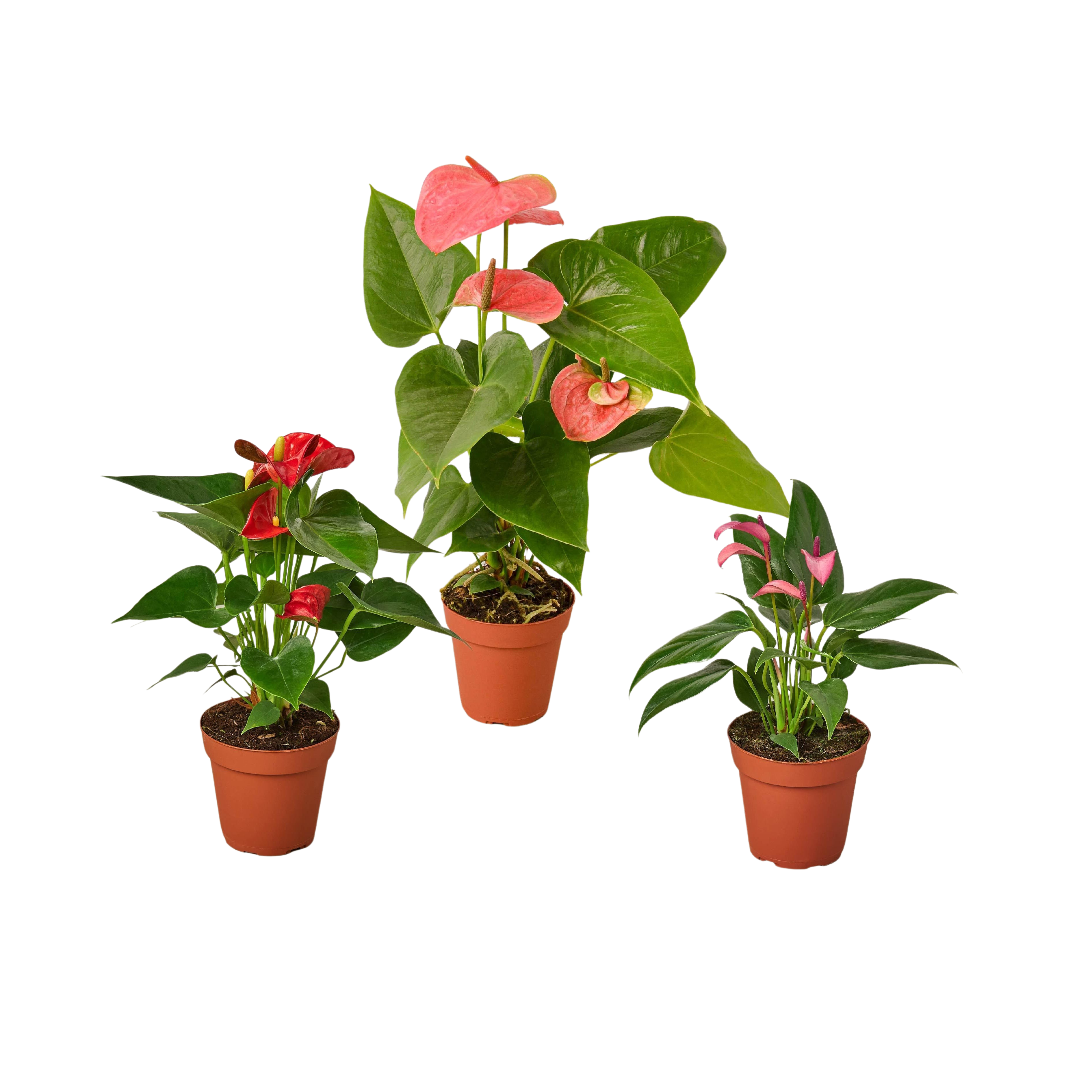 3 Anthurium Variety Pack- All Different Colors - 4" Pots - Holiday Corner