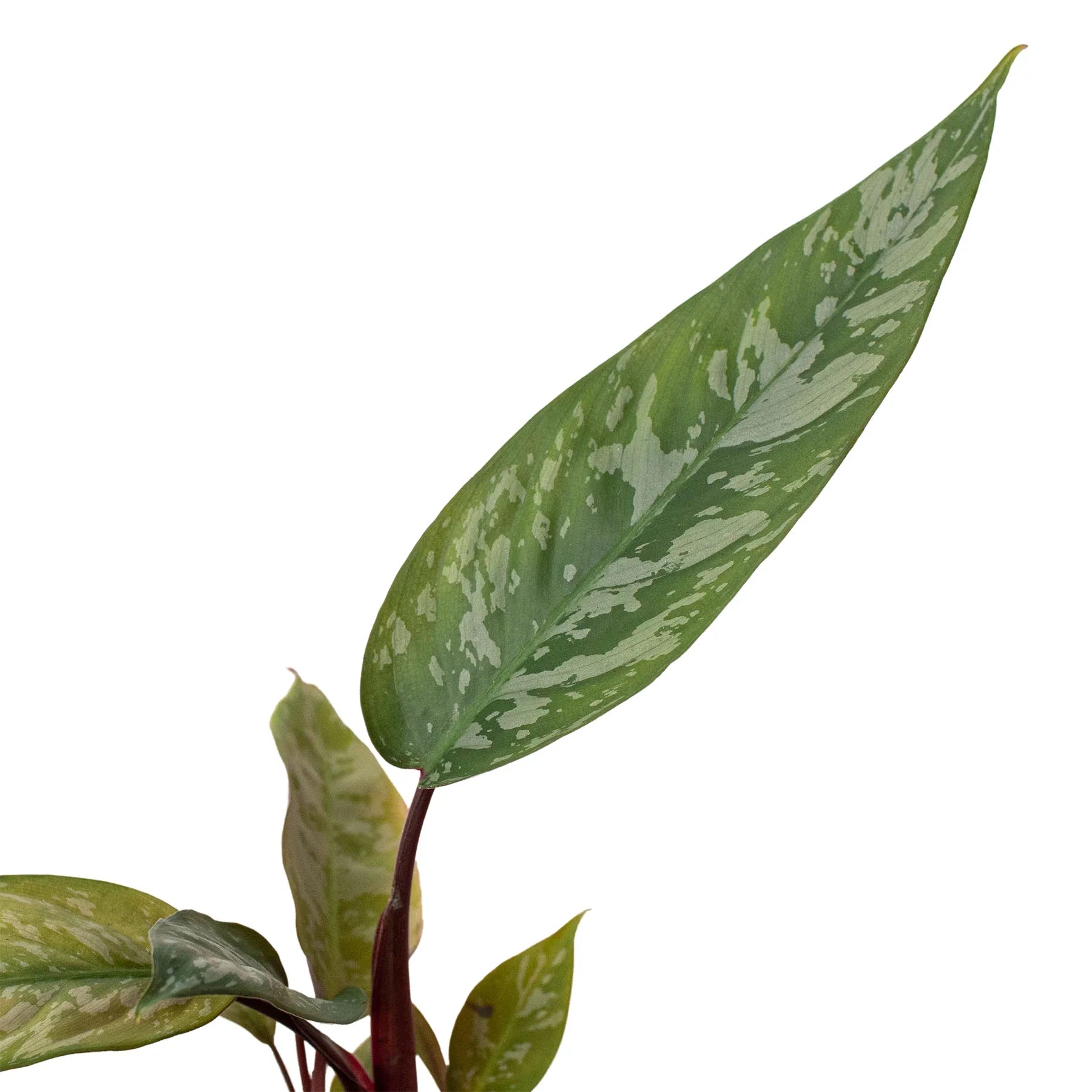 Apoballis 'Purple Sword' - Holiday Corner
