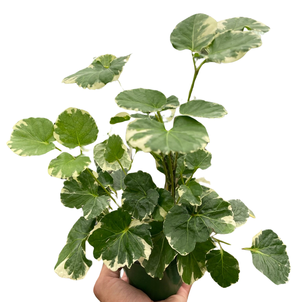 Aralia 'Balfouriana' - Holiday Corner