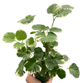 Aralia 'Balfouriana' - Holiday Corner