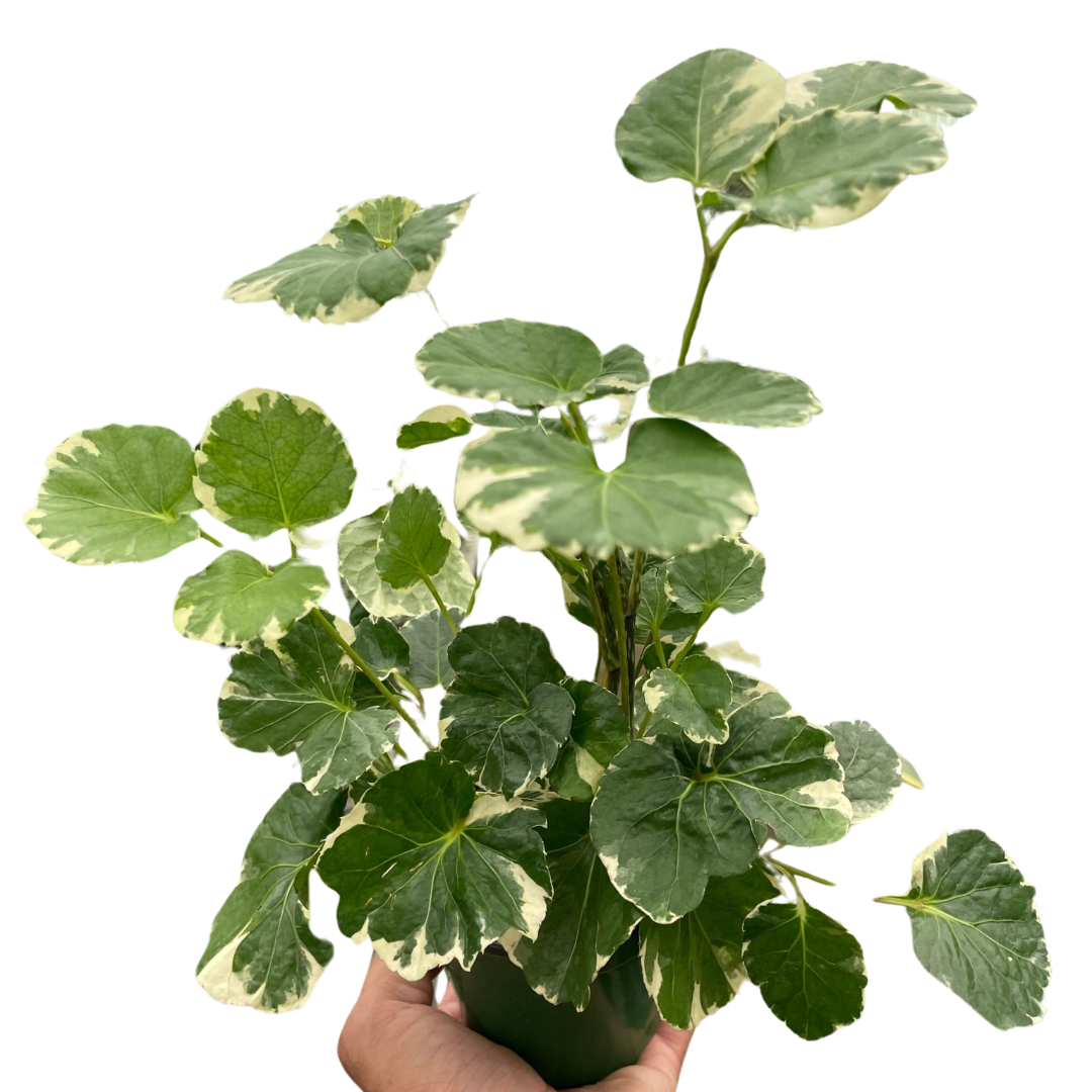 Aralia 'Balfouriana' - Holiday Corner