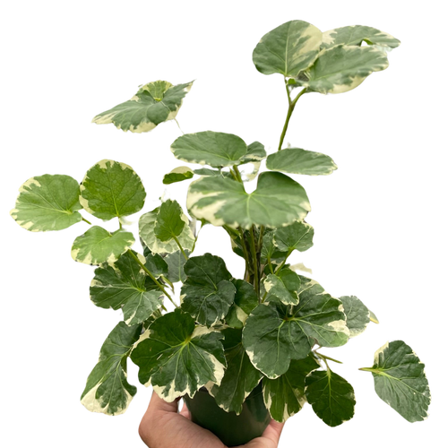 Aralia 'Balfouriana' - Holiday Corner