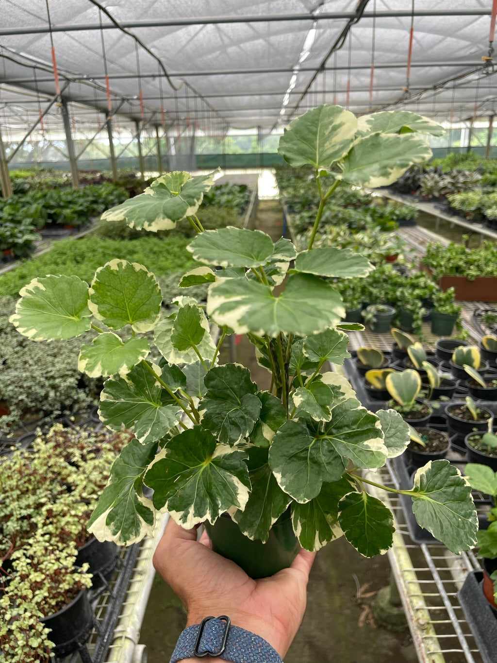 Aralia 'Balfouriana' - Holiday Corner