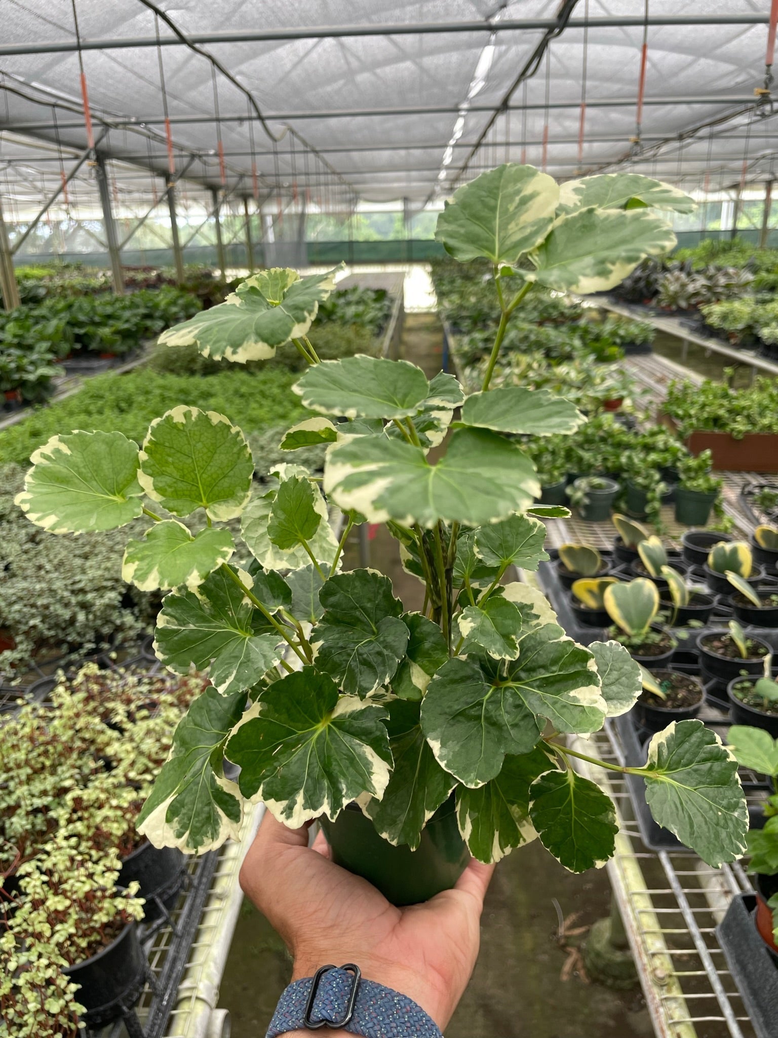 Aralia 'Balfouriana' - Holiday Corner