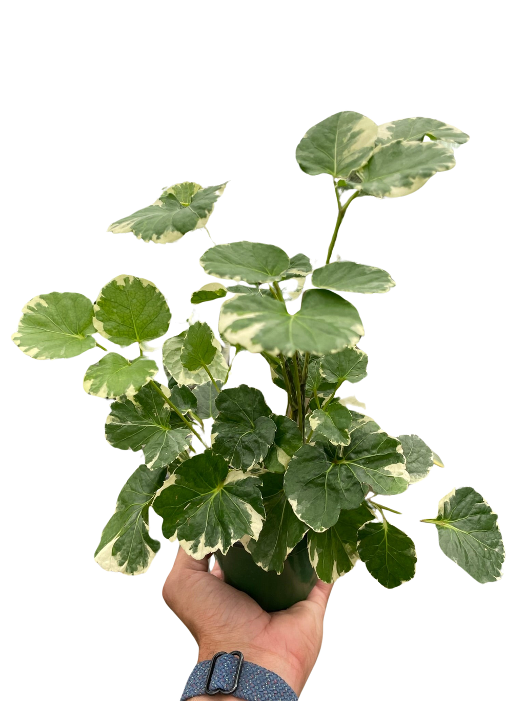 Aralia 'Balfouriana' - Holiday Corner
