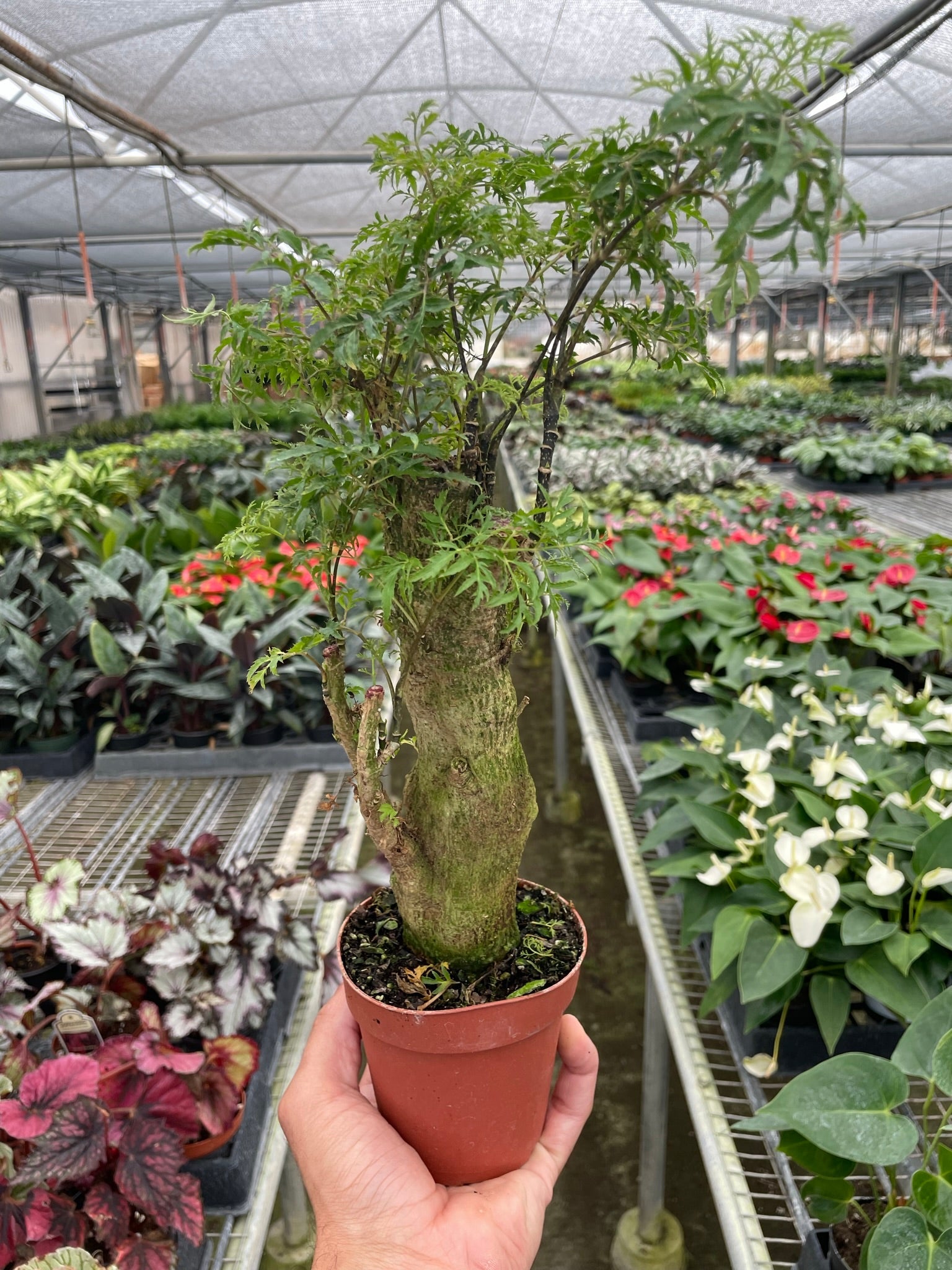 Aralia Ming Stump Plant - Holiday Corner