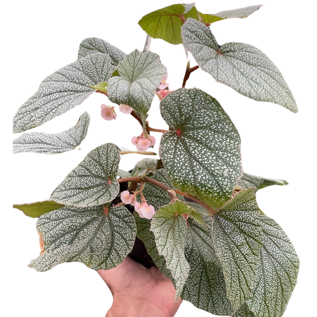 Begonia 'Frosty' - Holiday Corner