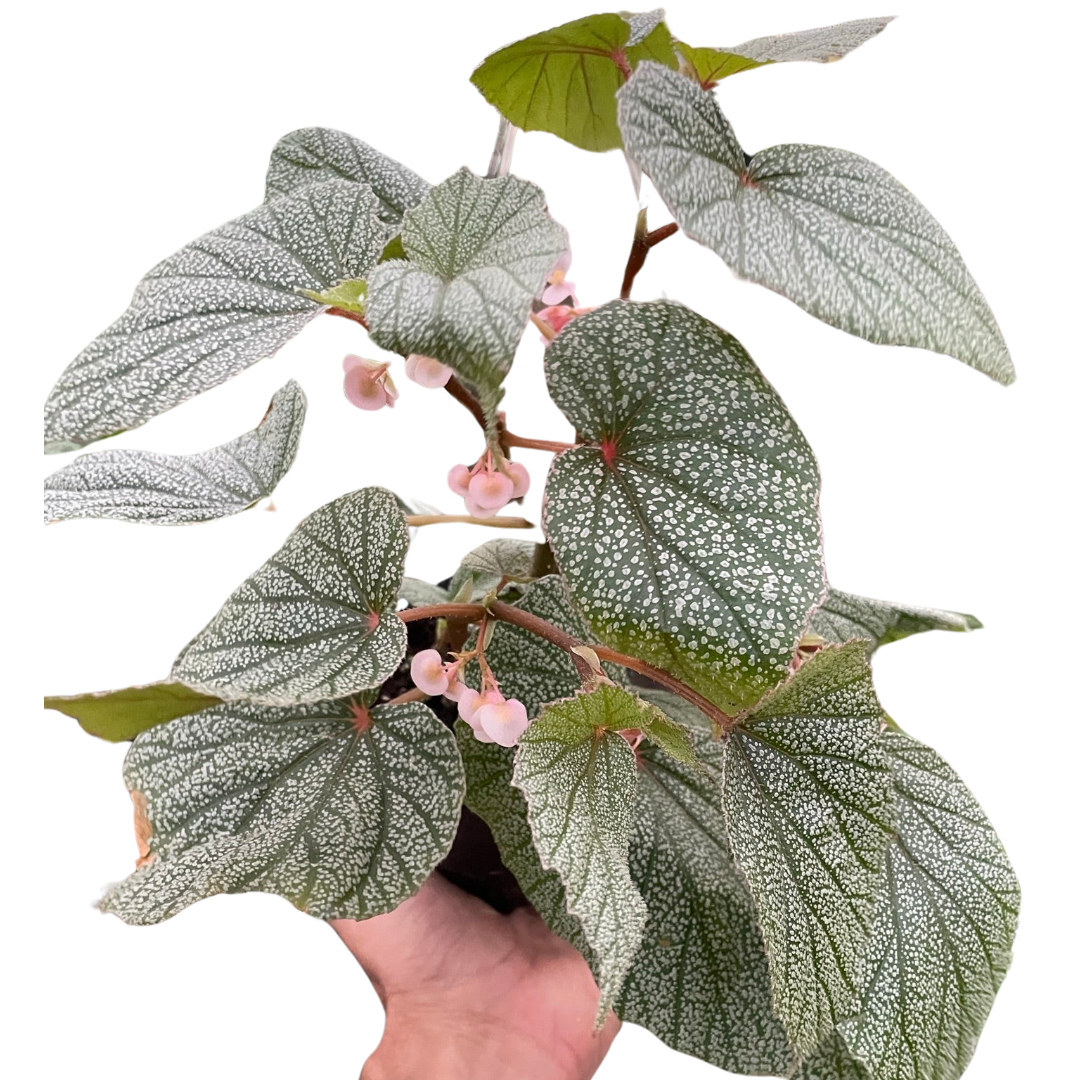 Begonia 'Frosty' - Holiday Corner