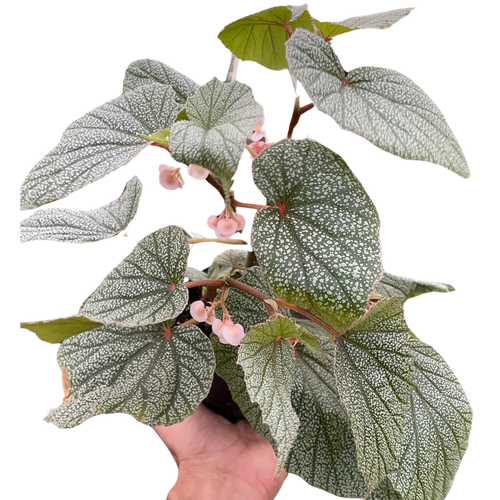 Begonia 'Frosty' - Holiday Corner