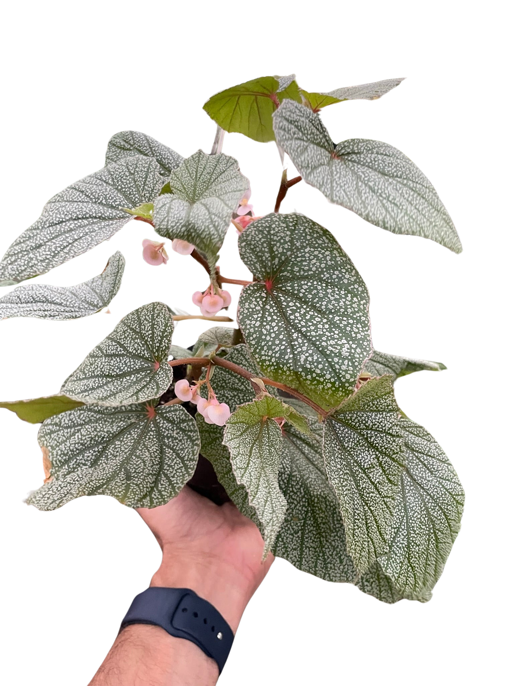 Begonia 'Frosty' - Holiday Corner