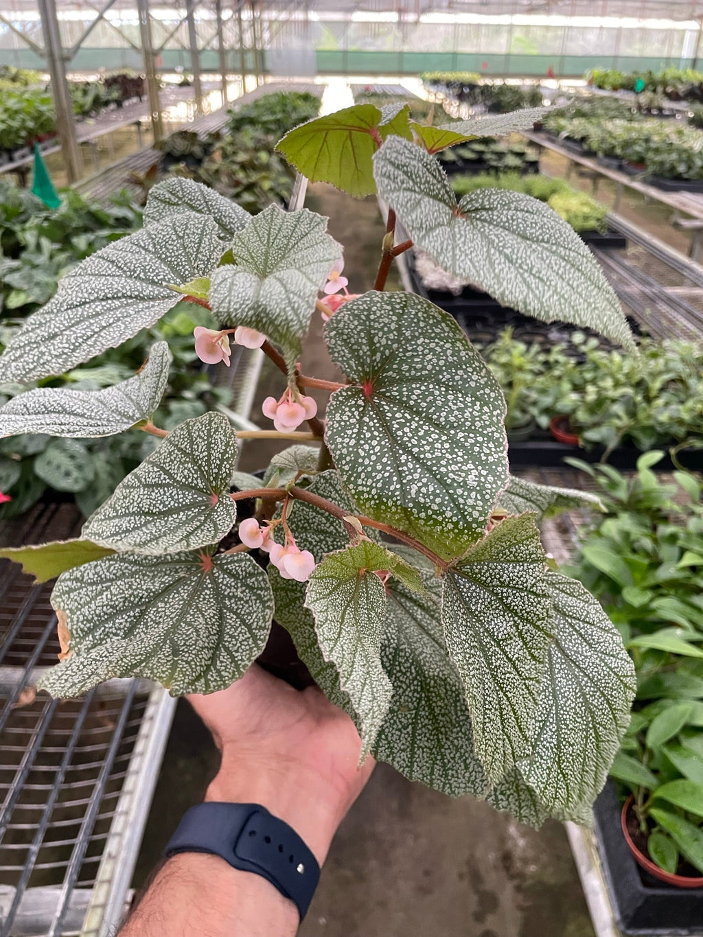 Begonia 'Frosty' - Holiday Corner