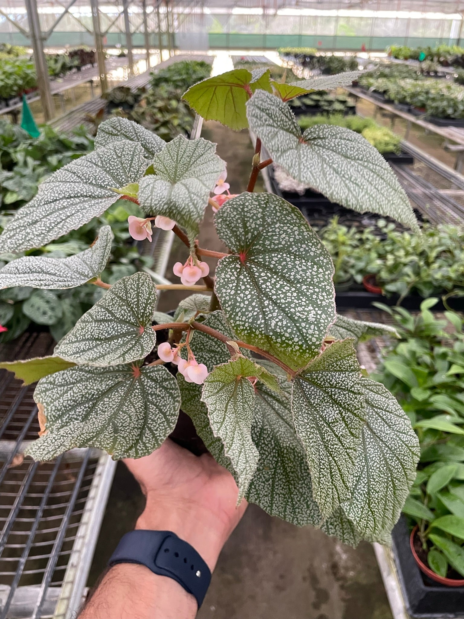 Begonia 'Frosty' - Holiday Corner